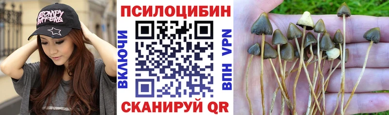 Псилоцибиновые грибы Cubensis  Кореновск 